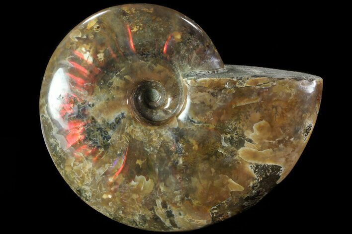 Iridescent Red Flash Ammonite - Madagascar #81386